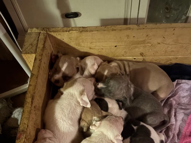 Staffordshire bull terrier