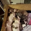 Staffordshire bull terrier