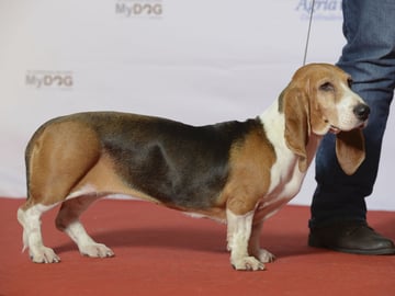 Basset artésien normand