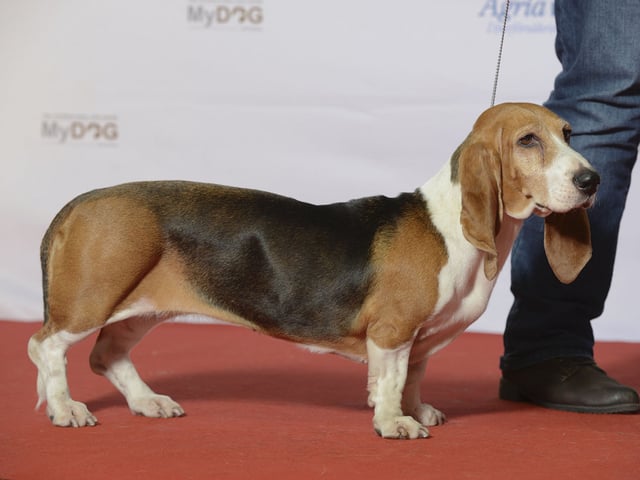 Basset Artésien Normand