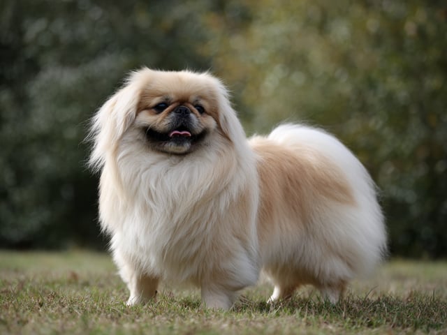 Pekingeser