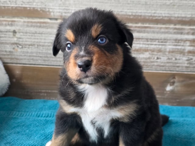 Australian shepherd