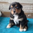 Australian Shepherd