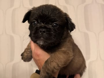 Fransk bulldog · Skutskär · Tuula E.