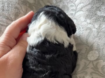 Perro de Agua Español · Lysekloster · Camilla Kvamme Røstum