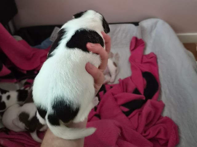 Dansk-svensk gårdhund · Båstad · Marinette Santesson