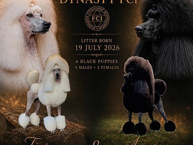 Standard Poodle · Svinndal · Ewa Szczepanska