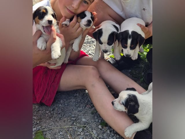 Jack Russell terrier · Knivsta · Limelight Kennels