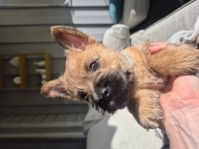 Cairn terrier