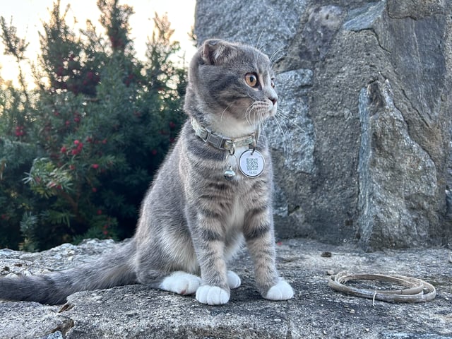 Scottish Fold