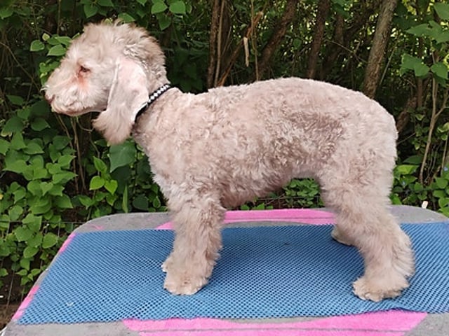 Bedlington Terrier