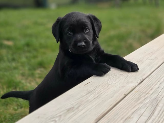 Labrador retriever