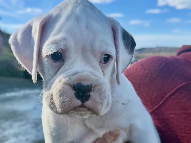 Boxer