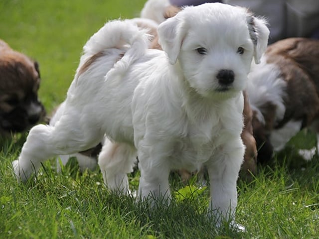 Tibetansk terrier