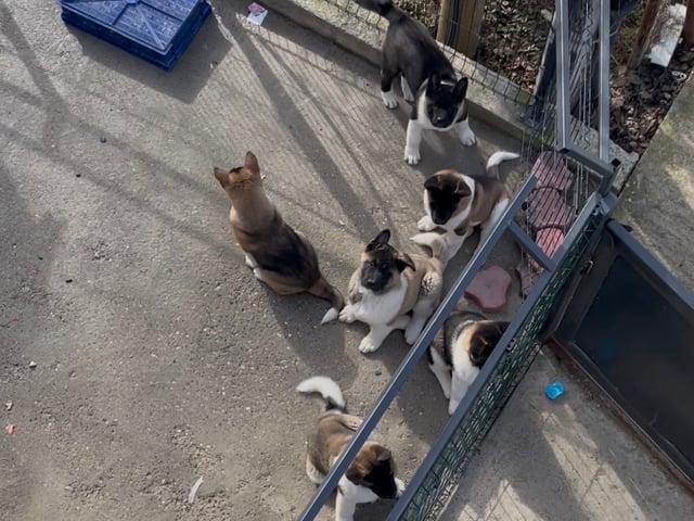 Amerikansk akita