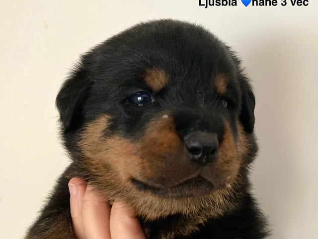 Rottweiler