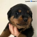 Rottweiler