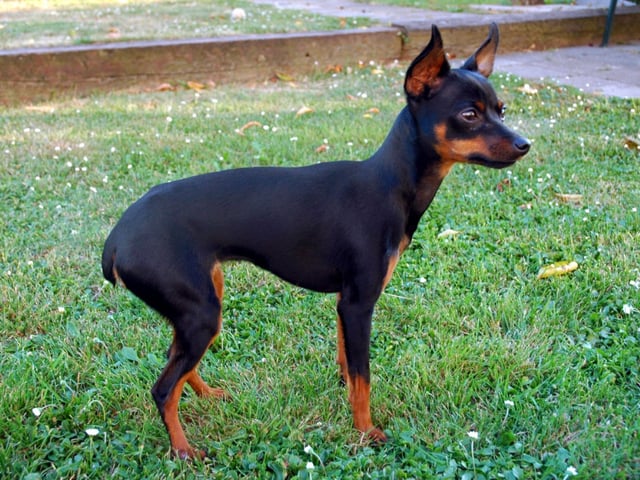 Prague Ratter