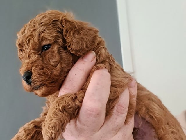 Miniature Poodle · Malm · Malgorzata Sabina Baranek