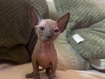 Sphynx · Skogås · Filippa J.