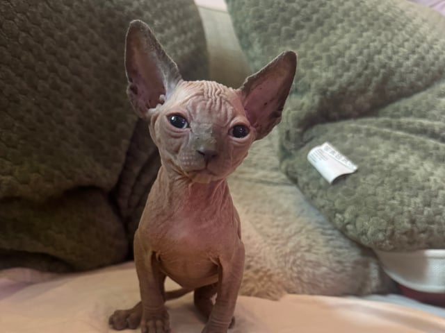 Sphynx