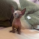 Sphynx