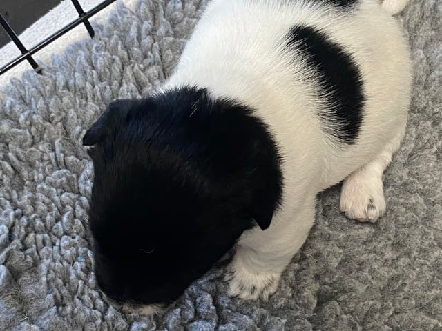Jack Russell Terrier