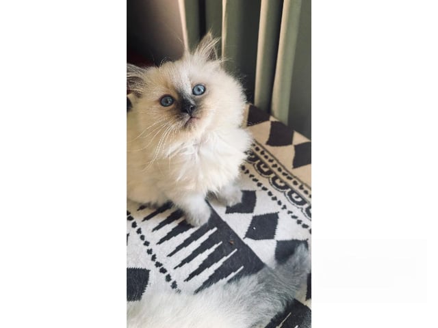 Sibirisk kat