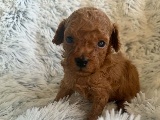 Toy puddel · Tumba · Samuel P.