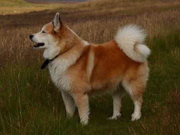 Icelandic Sheepdog