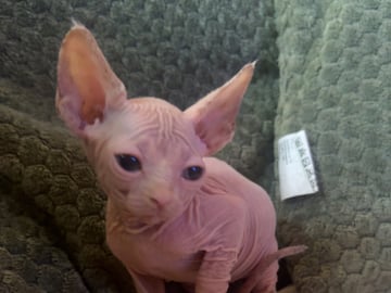 Sphynx · Skogås · Filippa J.