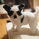 Papillon