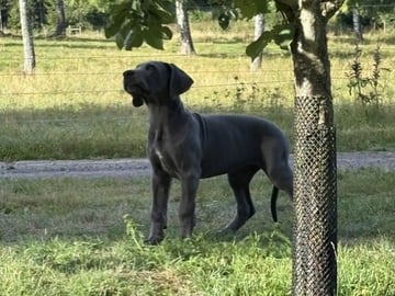 Great Dane (Grand danois) · Skara · Pond'z G. Dane