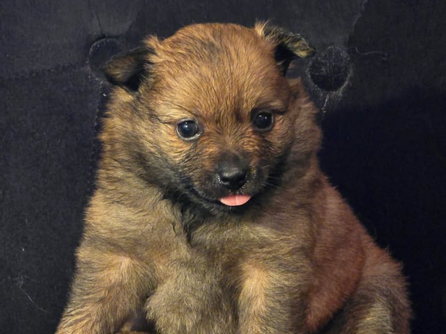 Puppy: Dålakungens Drottning Charlotta