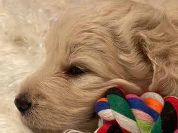 Bernedoodle · Hallstahammar · Smillas doodlar