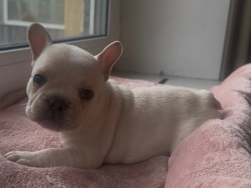 Fransk bulldog · Malmö · Gaso’s kennel