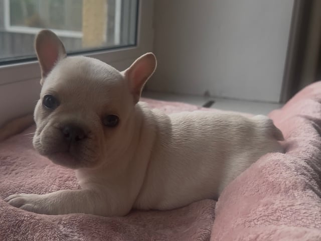 Fransk bulldog