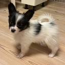 Papillon