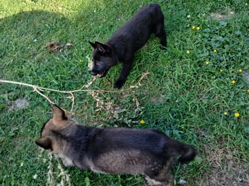 Kennel Snibor Anzi