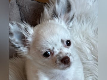 Chihuahua · Nacka · Andréa Fleischer