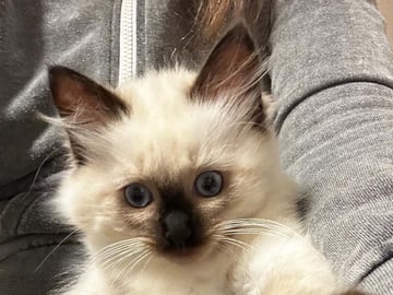 Ragdoll (utan stamtavla) · Vadstena · Skåningstorp
