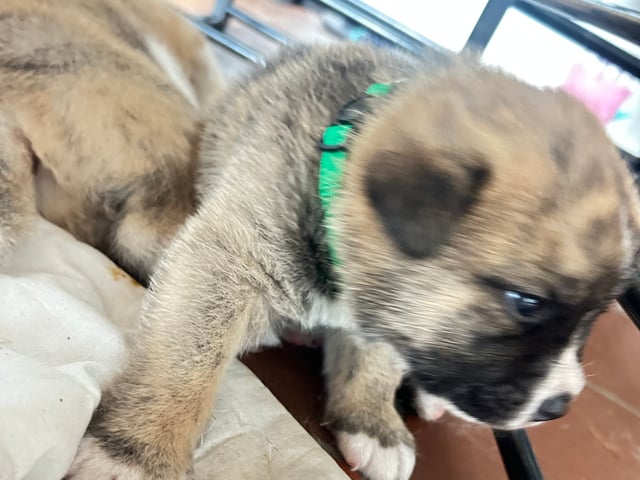 Akita