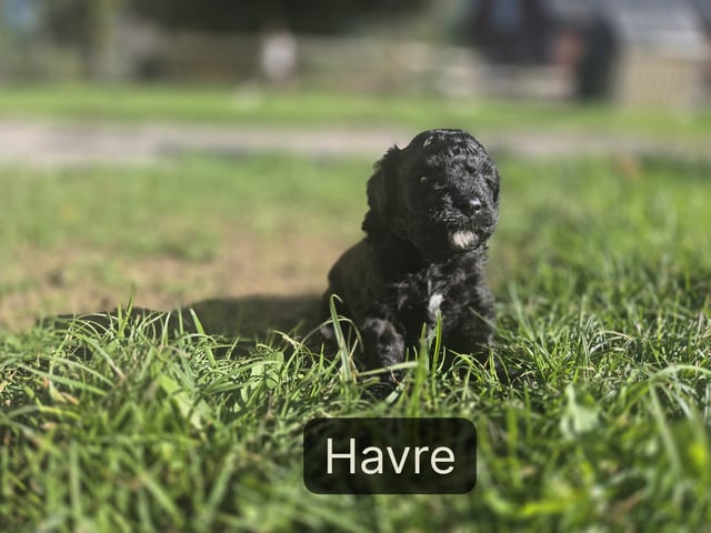 valp: Havre