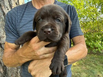 Hane 1