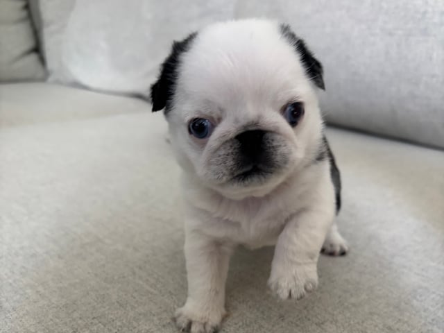 Mops