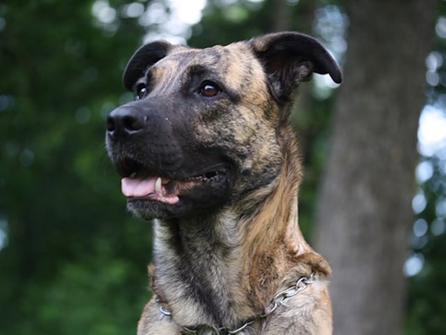 Cane Corso / Belgisk Malinois