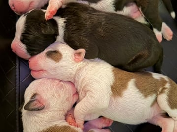Patrick Nielsen Amstaff