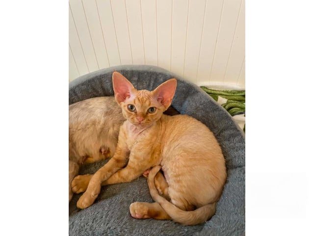 Devon Rex