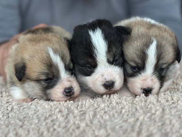 Welsh corgi pembroke