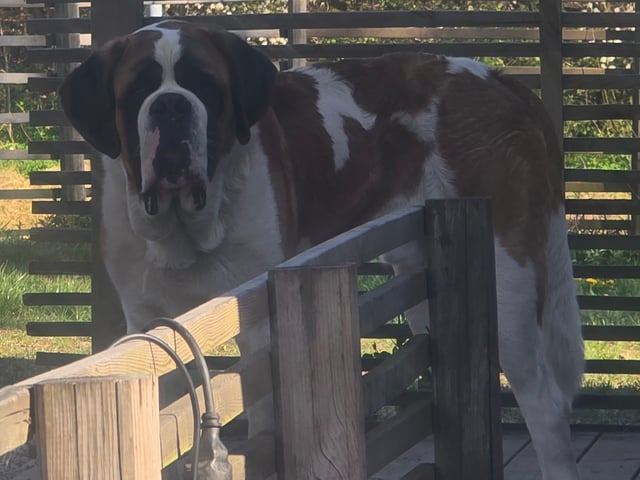 Saint Bernard
